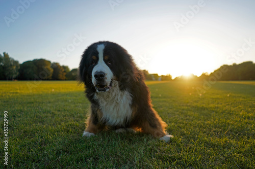 Bernese Mountain Dog in the process of standing up, sunset at a dog park  © Kriste