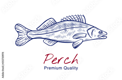 Vector sketch illustration of fresh perch fish drawing isolated on white. Engraved style. natural business. Vintage, retro  object for menu, label, recipe, product packaging