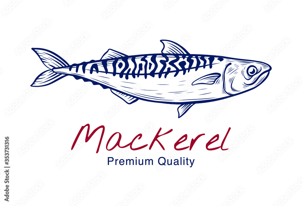 Vector sketch illustration of fresh mackerel fish drawing isolated on