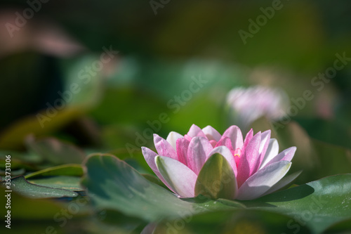 Water Lily Floating On The Water 