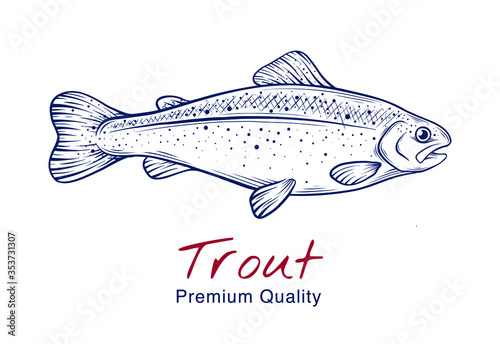 Vector sketch illustration of fresh trout fish drawing isolated on white. Engraved style. natural business. Vintage, retro  object for menu, label, recipe, product packaging
