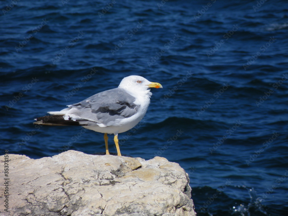 seagull on rock