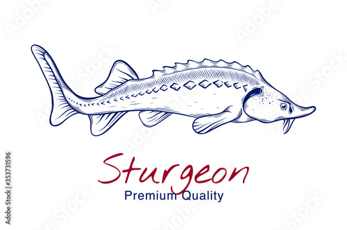 Vector sketch illustration of fresh sturgeon  fish drawing isolated on white. Engraved style. natural business. Vintage, retro  object for menu, label, recipe, product packaging photo