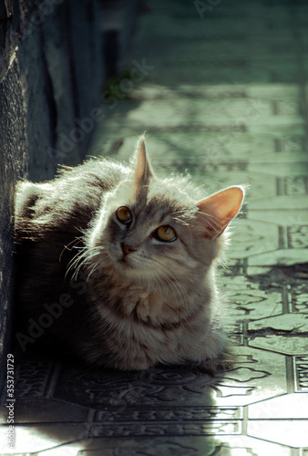 gato