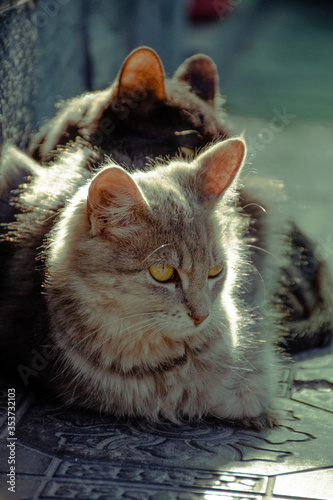 gato