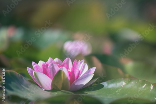 Water Lily Floating On The Water 