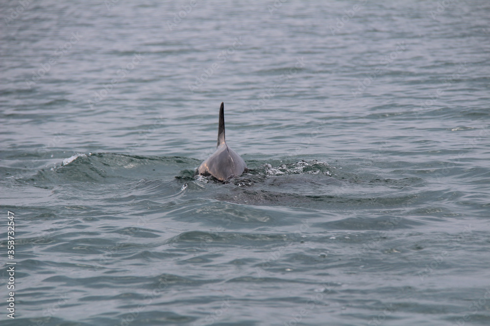 Fototapeta premium dolphin in the water