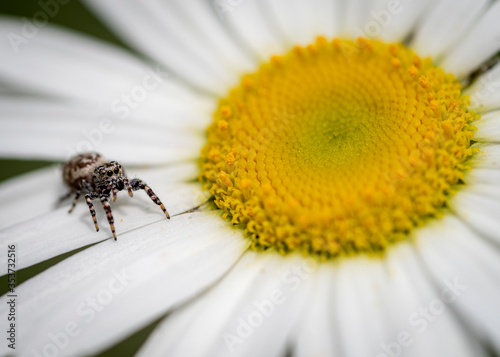 A tiny brown jumping spider with shiny black eyes stands on the petals of a yellow and white daisy.