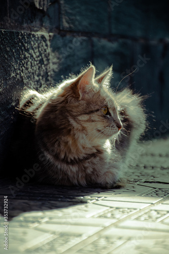 gato