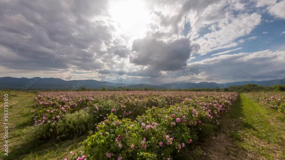 Time lapse over pink rose valley in Bulgaria Time lapse over pink rose valley in Bulgaria