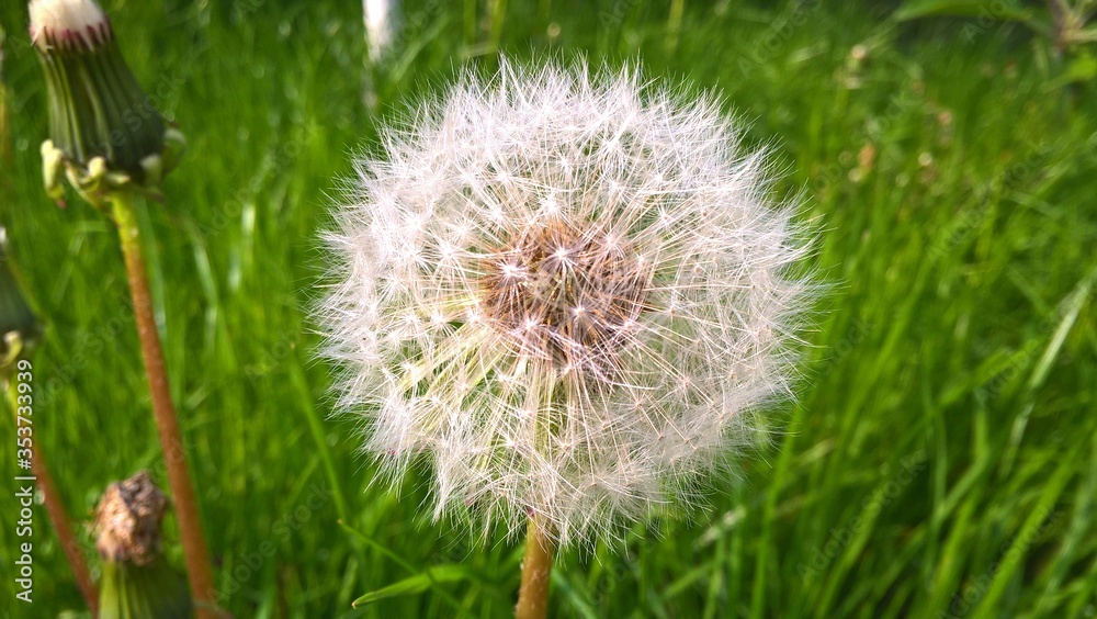 Fototapeta premium dandelion in grass