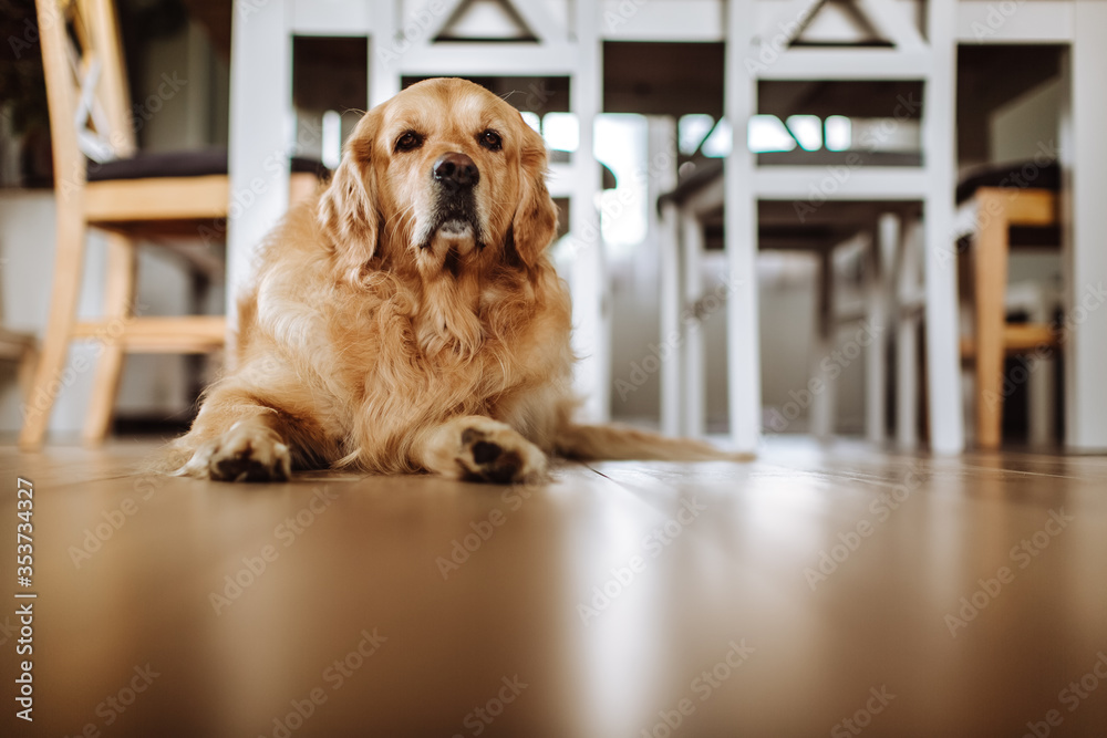 Golden retriever dog in living room