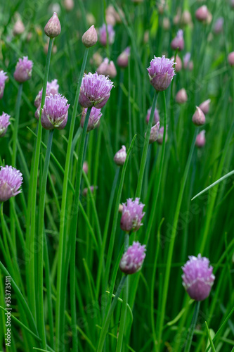 Abstract texture background of newly blooming chives blossoms and buds  allium schoenoprasum  with defocused background