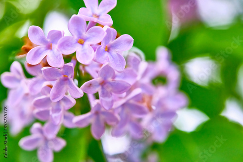 Beautiful flowering branch of lilac flowers close-up macro shot with blurry background. Spring nature floral background, pink purple lilac flowers. Greeting card banner with flowers for the holiday © LemPro Filming Life