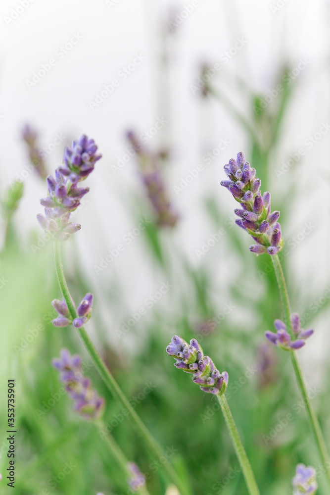Obraz premium so beautiful and aromatic lavender plant