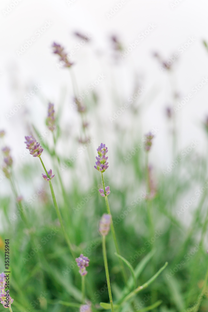 so beautiful and aromatic lavender plant so beautiful and aromatic lavender plant