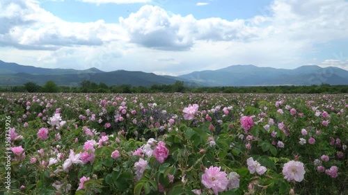 Bulgarian pink roses blown by the wind