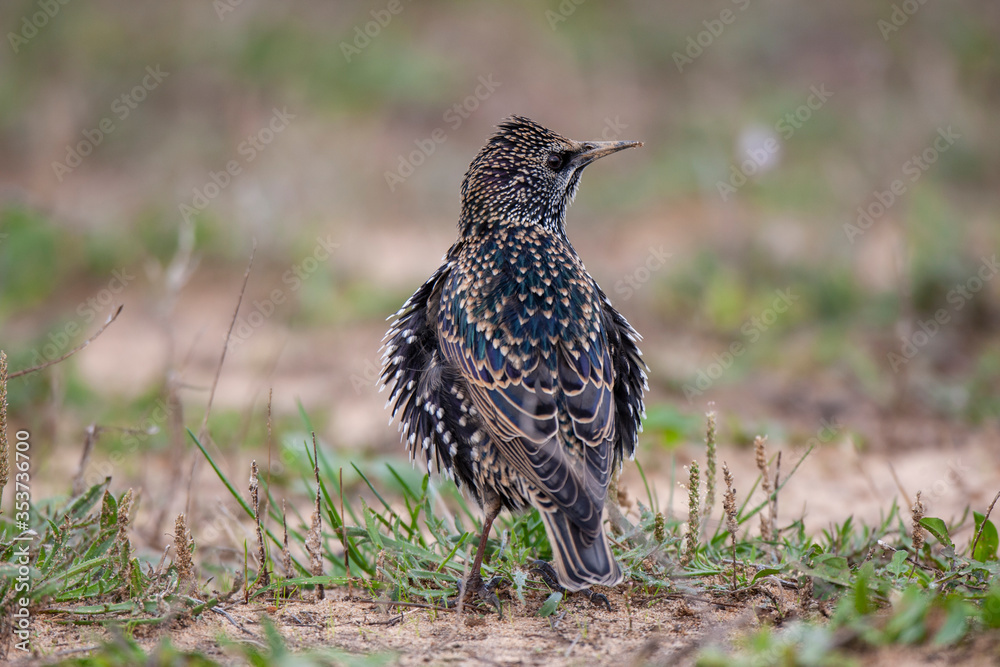 Common Starling (Sturnus vulgaris) bird in the natural habitat.