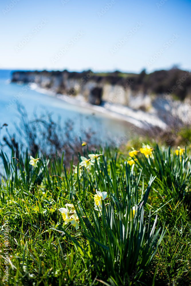 Views of Stevns Klint which is a white chalk cliff in Denmark in spring