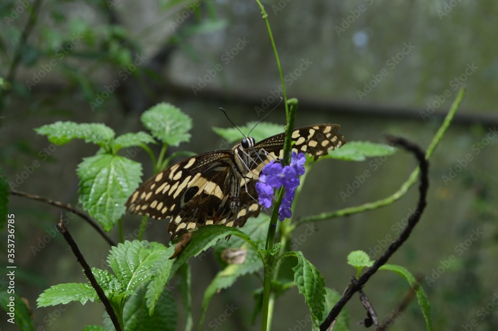 butterfly on a green plant background