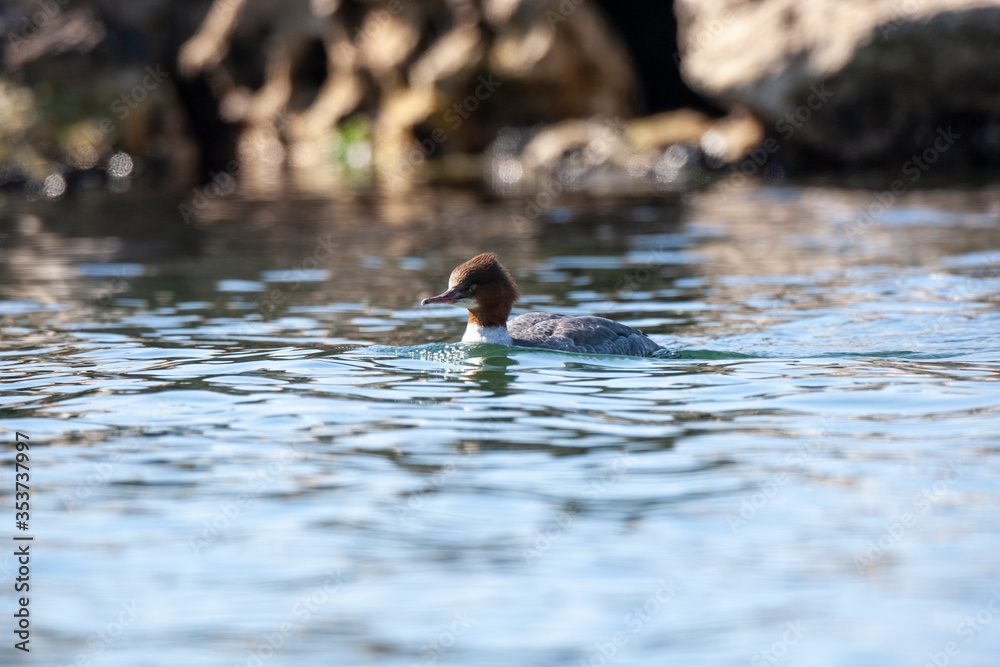 Common Merganser (Mergus merganser) bird in the natural habitat. Common Merganser (Mergus merganser) bird in the natural habitat.