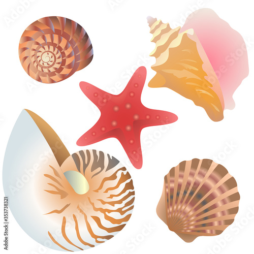 Collection of drawn shells and starfish in vector © Анастасия Савостьяно