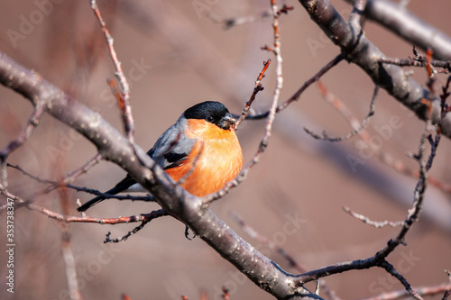 Eurasian Bullfinch (Pyrrhula pyrrhula) bird in the natural habitat.