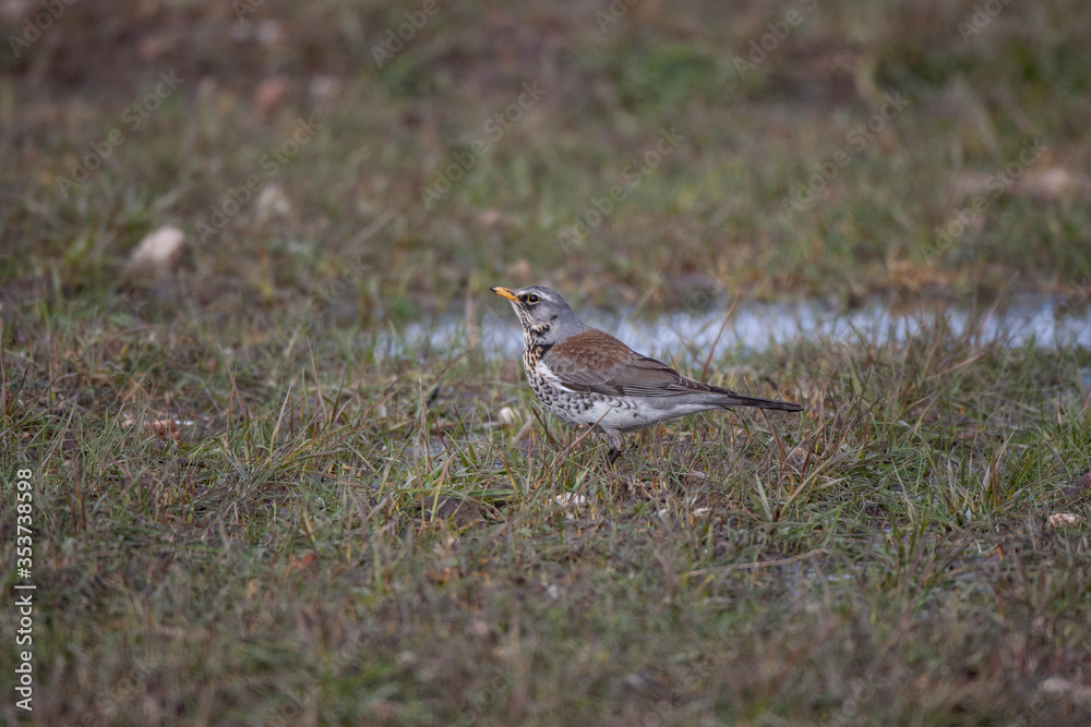Fototapeta premium Fieldfare (Turdus pilaris) bird in the natural habitat.