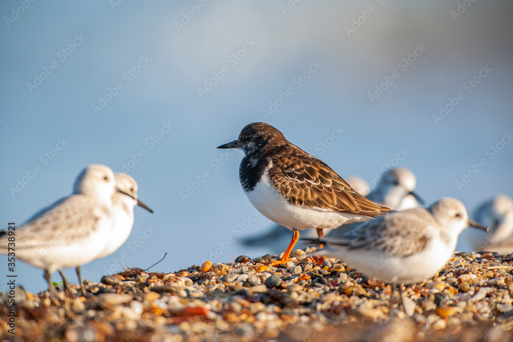 Ruddy Turnstone (Arenaria interpres) in the natural habitat. Ruddy Turnstone (Arenaria interpres) in the natural habitat.