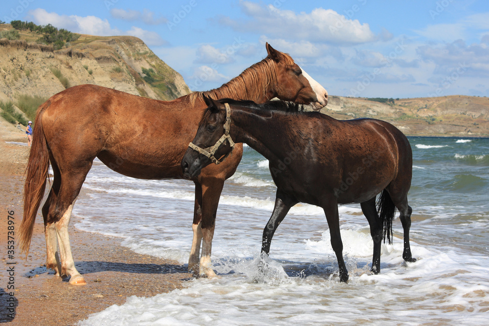 Fototapeta premium horses in the snow