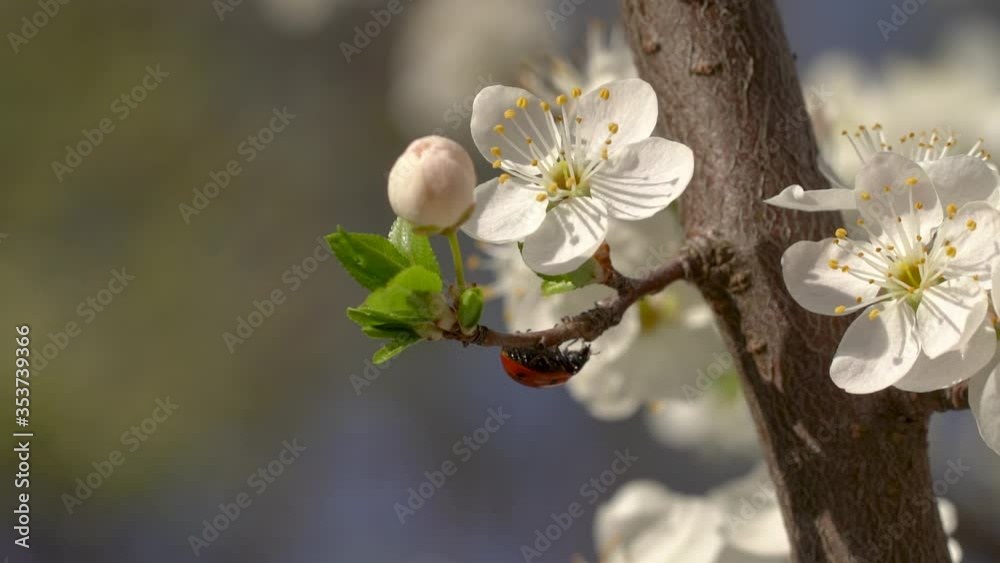 Close up of a ladybug moving smoothly among beautiful flowers Close up of a ladybug moving smoothly among beautiful flowers