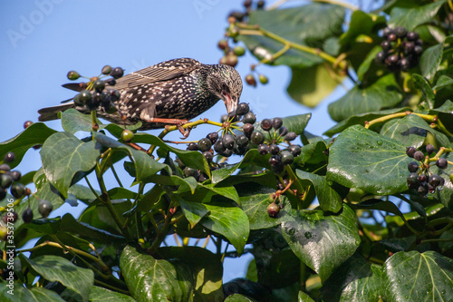 Common Starling (Sturnus vulgaris) bird in the natural habitat.
