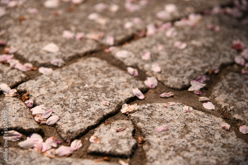 石畳と桜