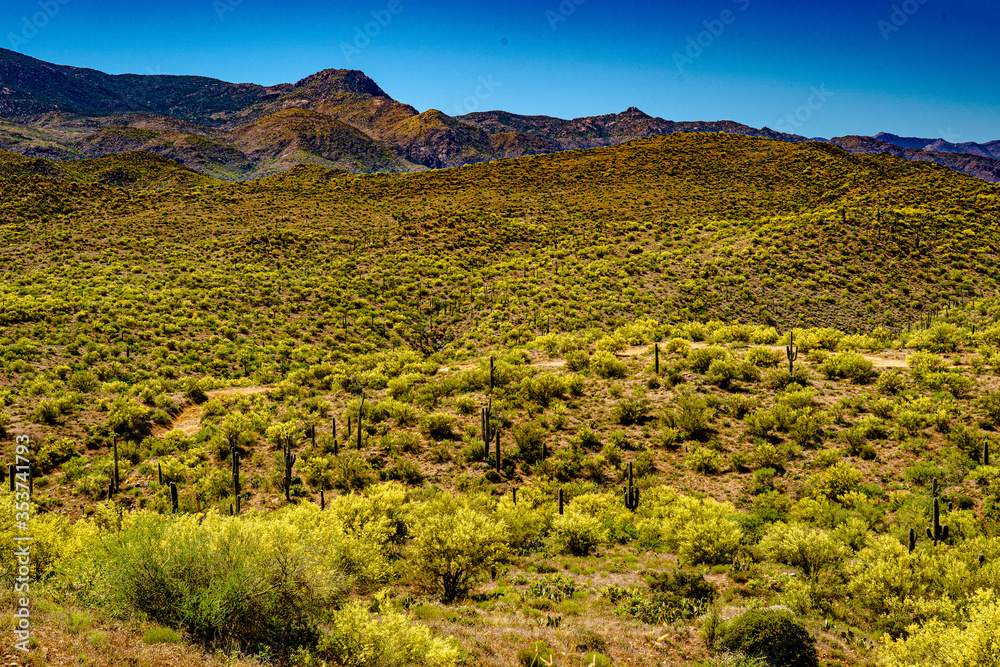 Obraz premium The Palo Verde light up the landscape in the Bradshaw Mountains of Arizona