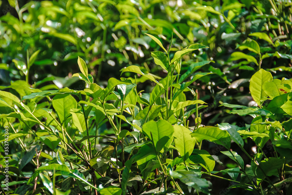 Shrubs on tea plantations of Sri Lanka, close-up. Growing tea.