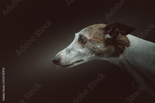 Cute Whippet dog. Studio shot.