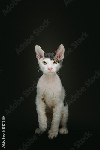 Don Sphynx kitten with short fur