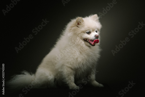Adorable Spitz Dog. Studio shot. © DVS
