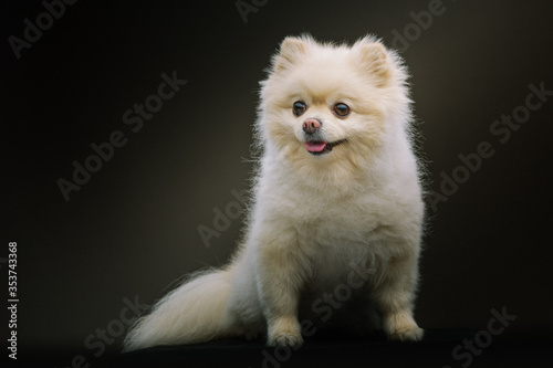 Adorable Spitz Dog. Studio shot.