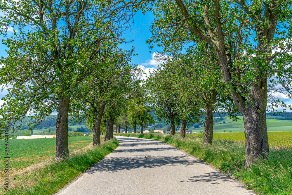 avenue of trees along the asphalt road