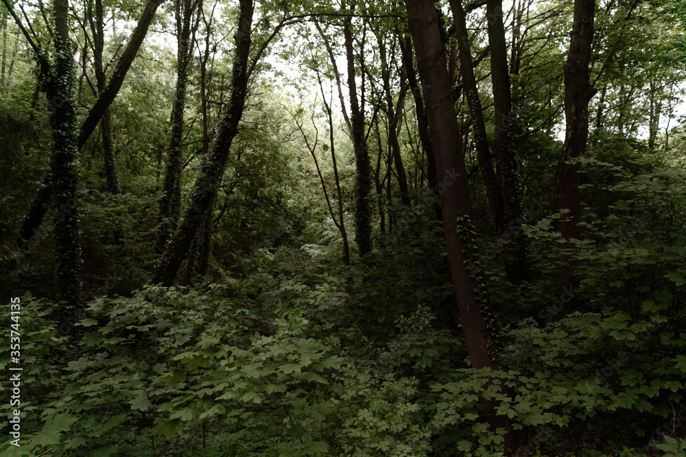 Picturesque dense forest after rain