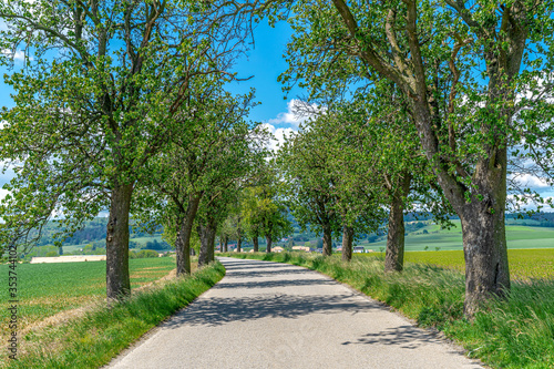 avenue of trees along the asphalt road