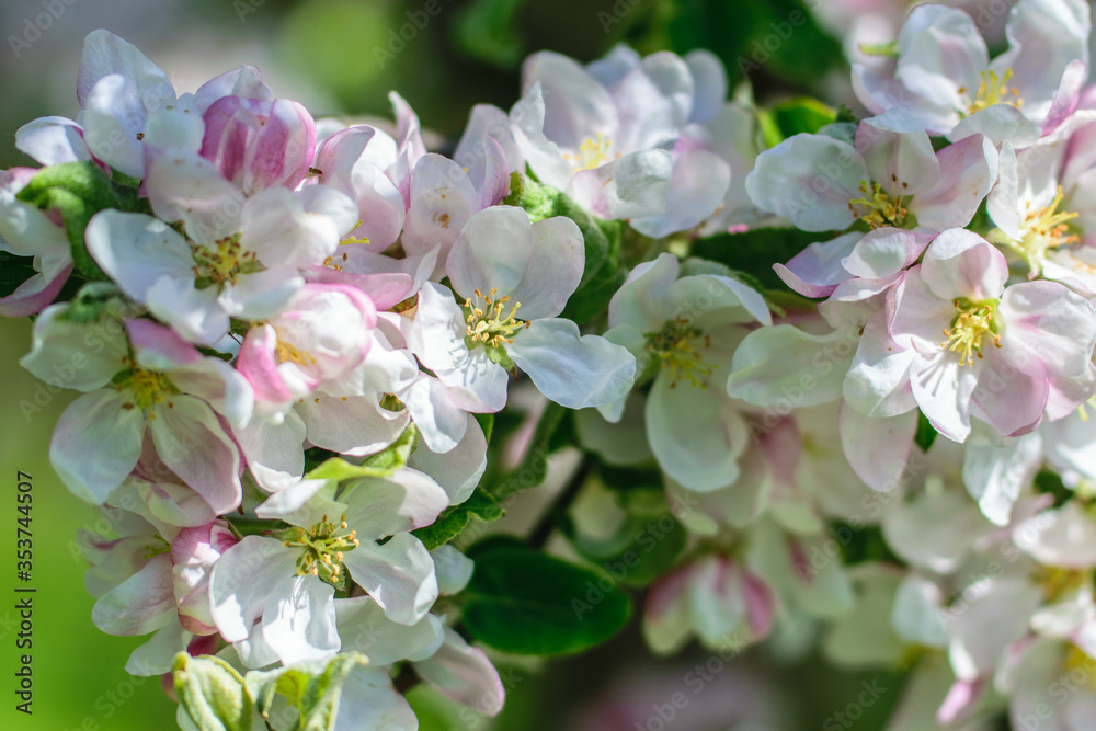 An apple branch strewn with delicate pink flowers close-up in the garden. An apple branch strewn with delicate pink flowers close-up in the garden.