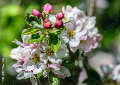Apple branch with flowers and ovaries in the garden.
