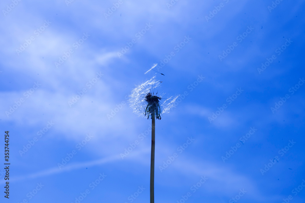 Fototapeta premium lonely dandelion petal flies into the clear sky
