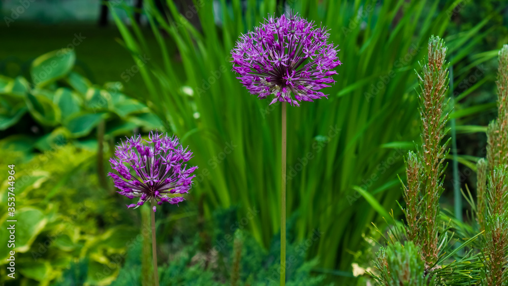 Obraz premium Giant onion, Allium giganteum purple flowers with green leaves on a flower bed in the park. Blur background. Macro photo, closeup