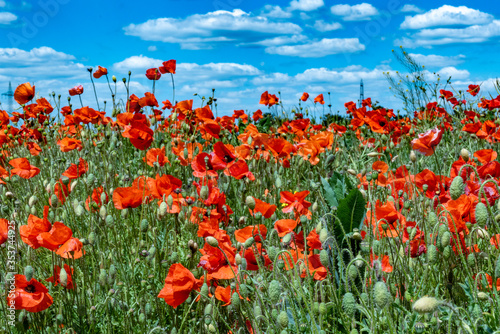 scenic poppy flower field with intensive red nand blue color