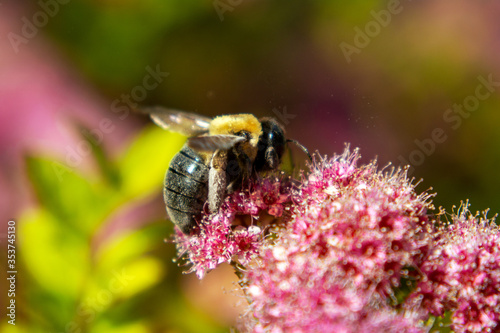 Honey bee on pink flowering shrubs
