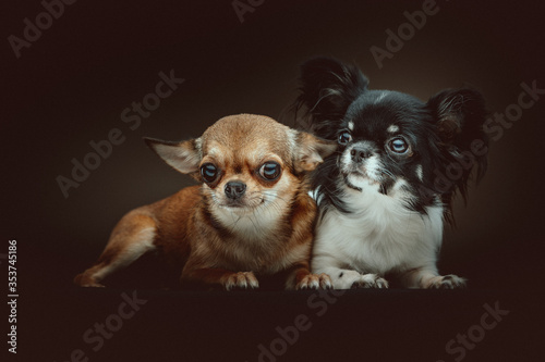 Two Cute Chihuahua Dogs. Studio shot. © DVS