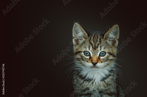 Little cute kitty. Studio shot.